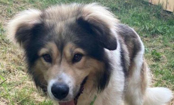 Hund Balu (Foto: Tierhilfe Bad Ischl)
