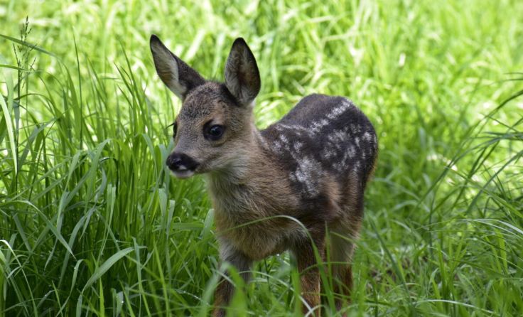 Danke von der Wildtierstation Igelhof Aurachtal (Foto: Wildtierstation Igelhof Aurachtal)