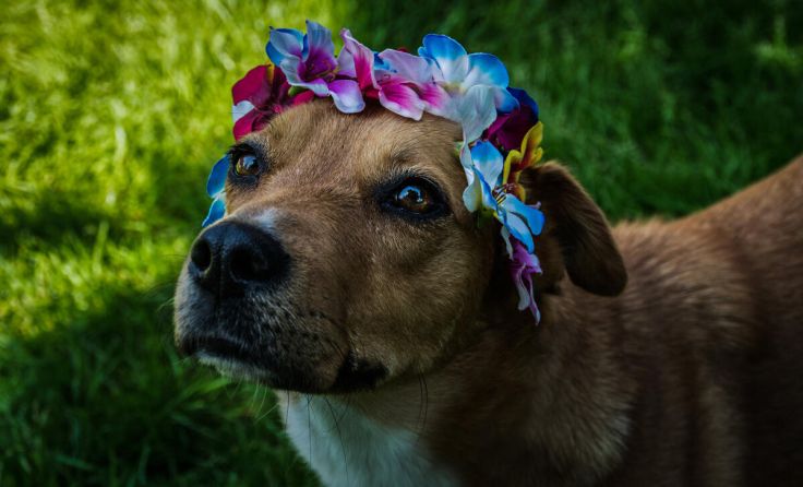 Auch Hunde suchen einen guten Platz. (Foto: Tiernheim Altmünster)