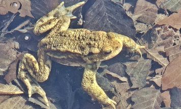 Krötenwanderung im Salzkammergut als jährliches Naturphänomen