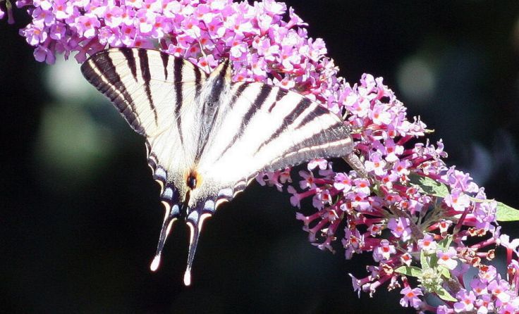 Schmetterlinge be- und verzaubern (Foto: Wöckinger)