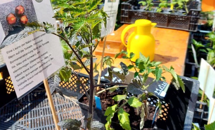 Tomatenpflanzen sind immer besonders begehrt. (Foto: privat)