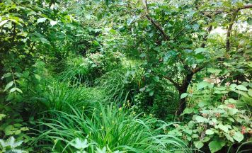 Waldgarten aus Wels Teil eines europäischen Bildungsprojekts