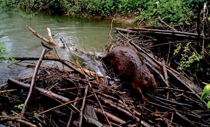 Beim Forschervormittag erfährt man vieles über den Biber. (Foto: Bernhard Schön)
