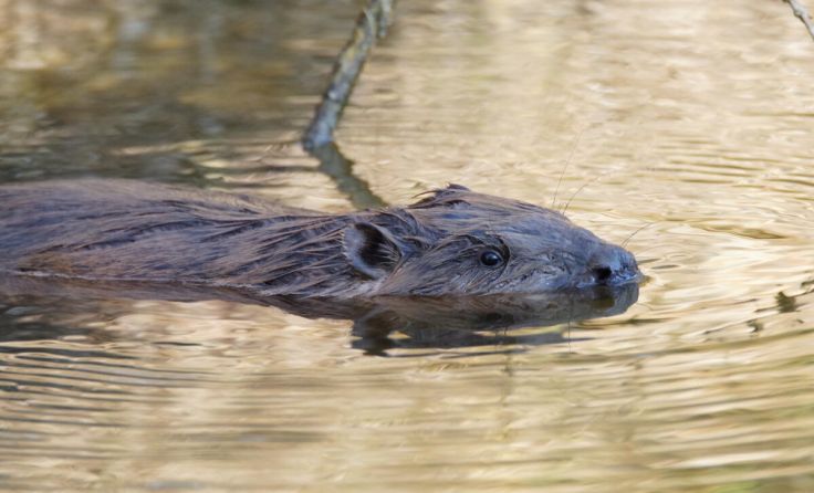 In Natternbach kann man den Lebensraum des Bibers kennenlernen. (Foto: Roger Jagersberger)