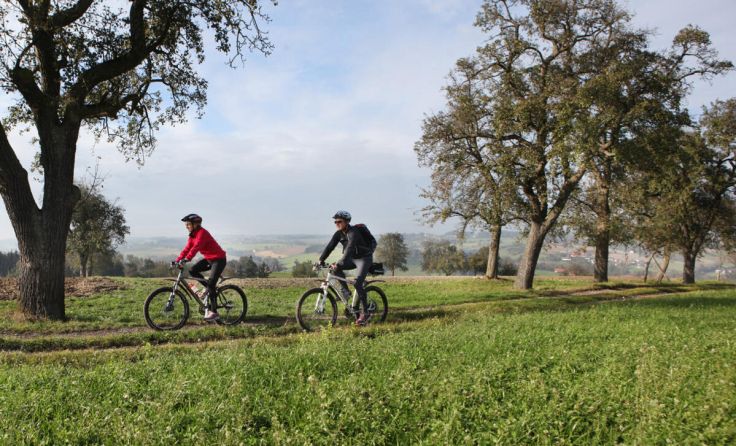 Radfahren im Naturpark Obst-Hügel-Land (Foto: OÖ. Tourismus/Andreas Röbl)
