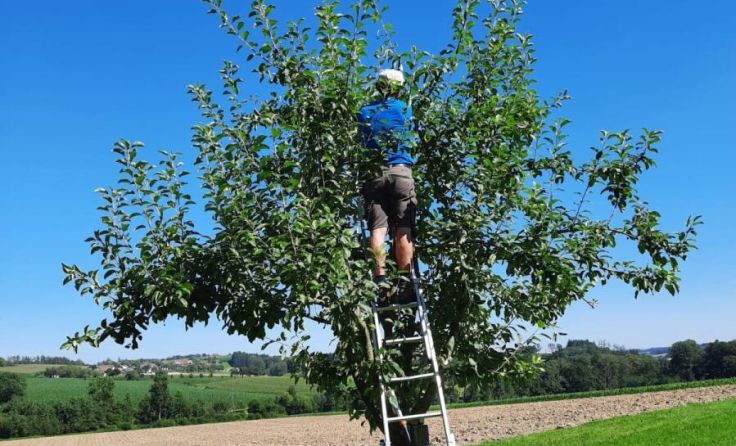 Mostlandl Hausruck bietet einen Sommerschnittkurs für Obstbäume an. (Foto: Mostlandl Hausruck)