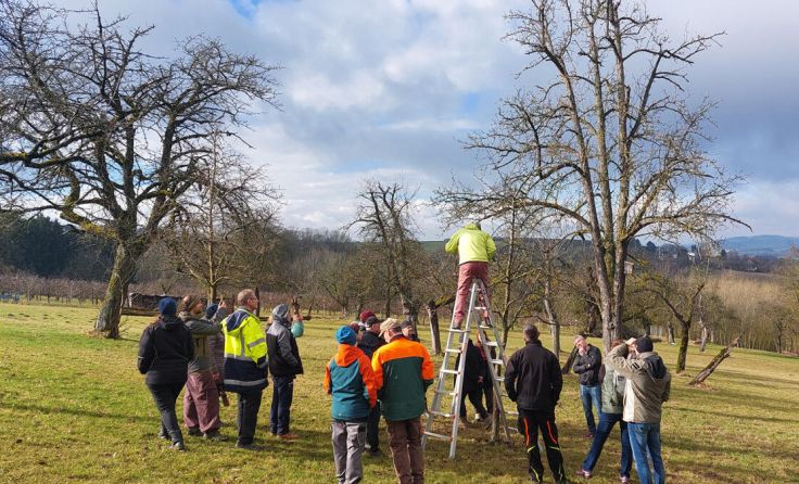 Im Obst-Hügel-Land werden Baumschnittkurse angeboten. (Foto: Naturpark Obst-Hügel-Land)