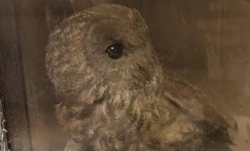 Hilfe für Waldkauz in Scharten