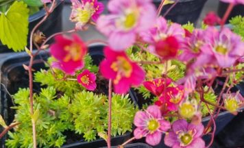 Natternbacher Grüne laden zum traditionellen Pflanzerlmarkt