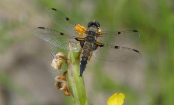 Naturpark Obst-Hügel-Land lädt zu Kräutertouren und Exkursionen