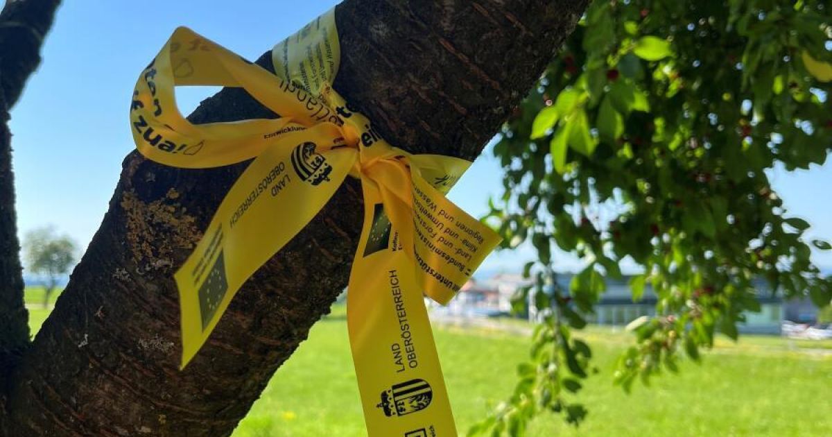 Gelbes Band wird in immer mehr „Mostlandl Hausruck“-Gemeinden genutzt