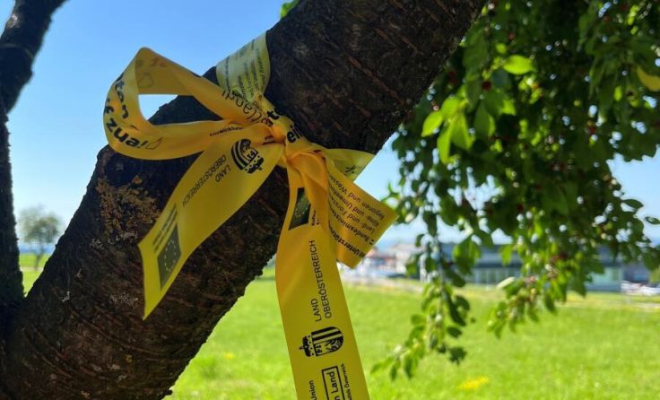 Ein gelbes Band signalisiert, dass Obst kostenlos geerntet werden darf. (Foto: Mostlandl Hausruck)
