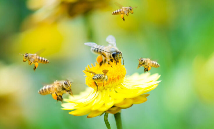  (Foto: adobeStock/ Wong Sze Fei)