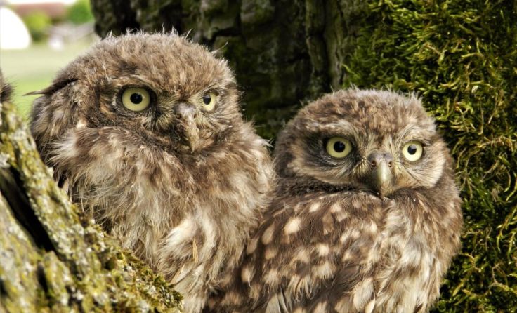 Die jungen Steinkäuze werden bald ihre Bruthöhlen verlassen. (Foto: F. Kloibhofer)