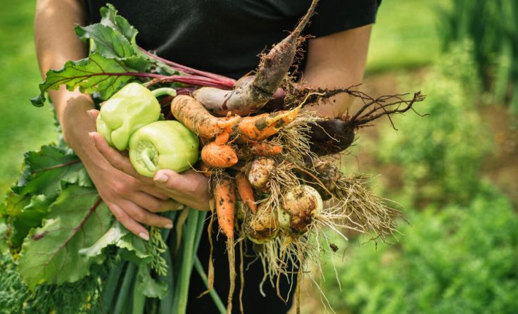 Oft gibt der Garten mehr her, als man selbst verbrauchen kann. (Foto: adobeStock/ Viktor Pravdica)