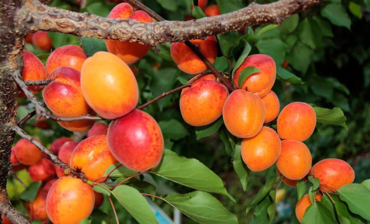 Tipps gibt es zu Obst, Beeren, Gemüse und vielem mehr. (Foto: Mayr)