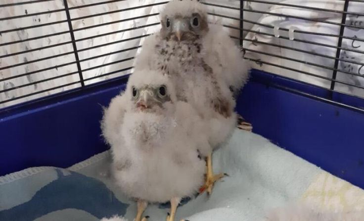  (Foto: Pfotenhilfe)
