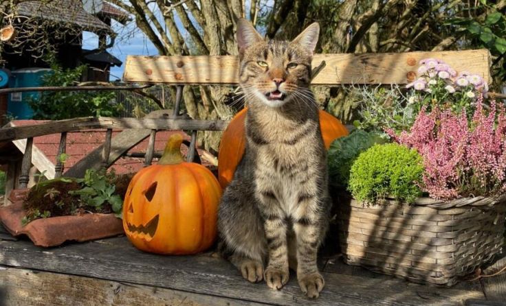 An Halloween sollen Tierbesitzer besonders acht auf ihre Lieblinge geben. (Foto: Pfotenhilfe)