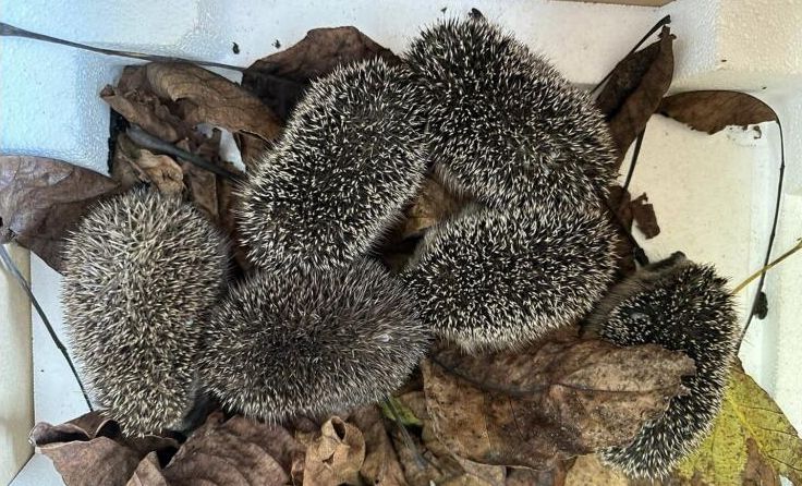 Eine Igelwaisenankunft am Tierschutzhof Pfotenhilfe (Foto: Pfotenhilfe)