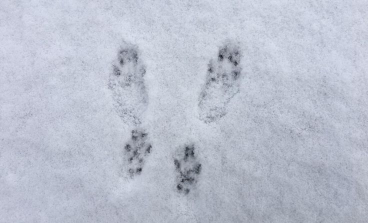Pfotenabdruck eines Eichhörnchens (Foto: Heidi Kurz)