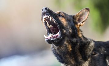 Tödliche Hundeattacke in Niederösterreich