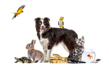 Niederösterreicher muss 650 Euro Strafe für Haustiere zahlen