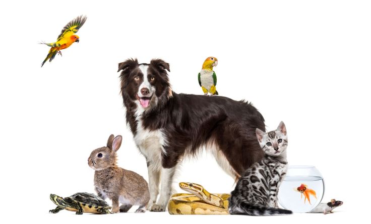 Symbolbild: Eric Isselée/stock.adobe.com