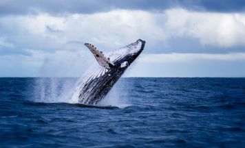 Update zu Buckelwal „Timmy“: Tierärztin aus Koma erwacht – Rettung heute geplant