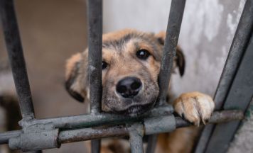 Horror-Hundezucht: 40 Welpen in Käfigen aus Kot und Müll gerettet