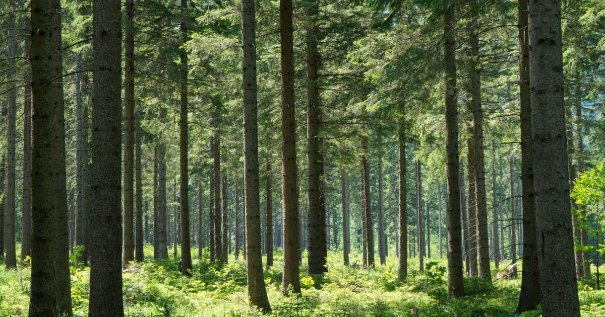 Tragödie im Wald: Mutter (58) stirbt nach Wildtierangriff
