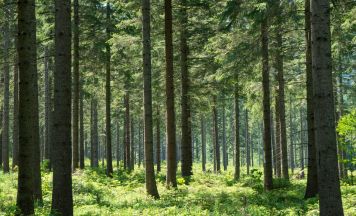 Tragödie im Wald: Mutter (58) stirbt nach Wildtierangriff