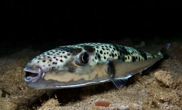 Alarm im Mittelmeer: Rotes Kreuz warnt Urlauber vor gefährlichem Fisch