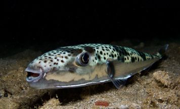 Frau am Strand gebissen: Giftiger Fisch breitet sich in Griechenland aus