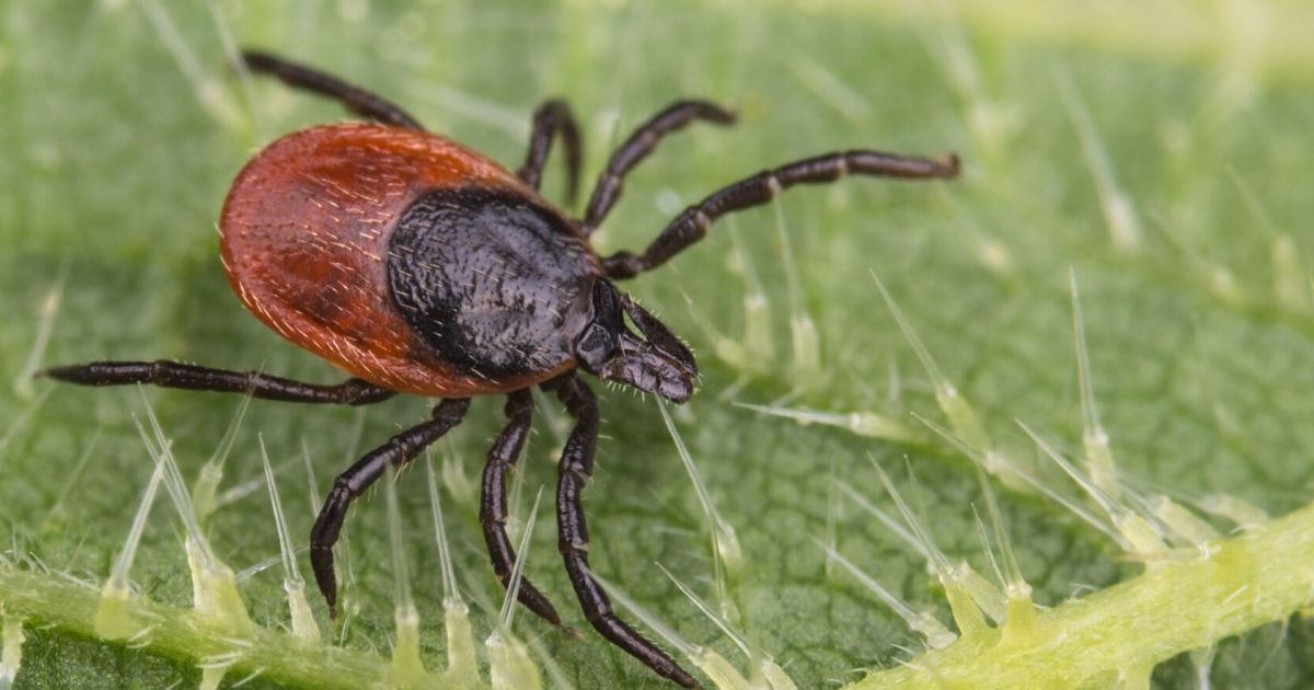 Tragedy in Italy: Woman dies one month after tick bite