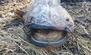 Alarm am Gardasee: Drei Meter langer Fisch breitet sich immer weiter aus