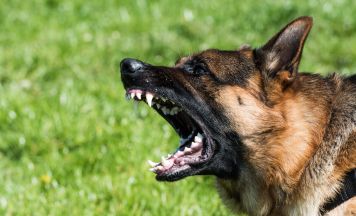 Drama auf Spielplatz: Hund verletzt Mädchen (6) schwer
