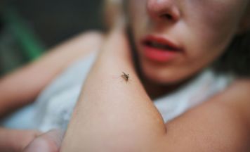 West-Nil-Virus breitet sich rasant aus: 13 Tote in Griechenland