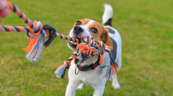 Frau warnt: Hund stirbt nach Spielen mit 14-Euro-Spielzeug
