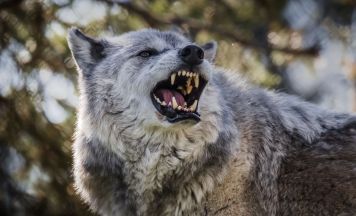 Wolf attackiert Kind in Deutschland: Mädchen (8) schwer verletzt