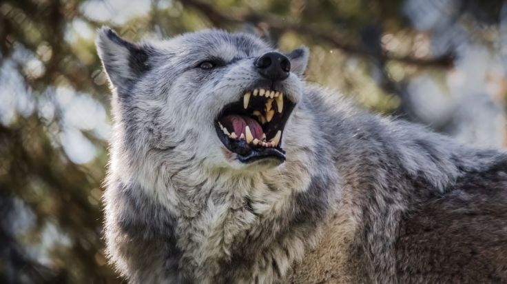 Wolf attackiert Kind in Deutschland: Mädchen (8) schwer verletzt