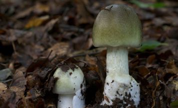 Tödliche Verwechslung: Mann isst giftigen Pilz und stirbt