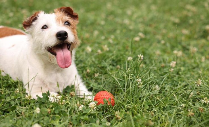 Die Stadt Linz baut immer mehr Grünflächen für Hunde um. (Foto: New Africa/stock.adobe.com)