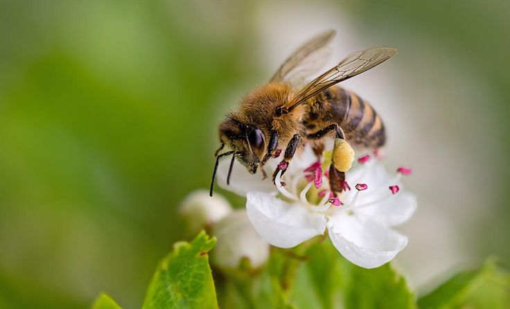Für das Ökosystem sind Bienen unverzichtbar. (Foto: Martin Erstling - stock.adobe.com)