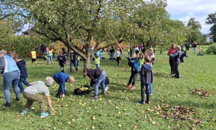 40 Kisten Obst haben die motivierten Schüler gesammelt. (Foto: Florian Schnetzinger)