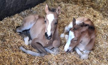 Seltene Zwillingsgeburt: Zwei Fohlen sorgen für Freude in Steinbach am Ziehberg
