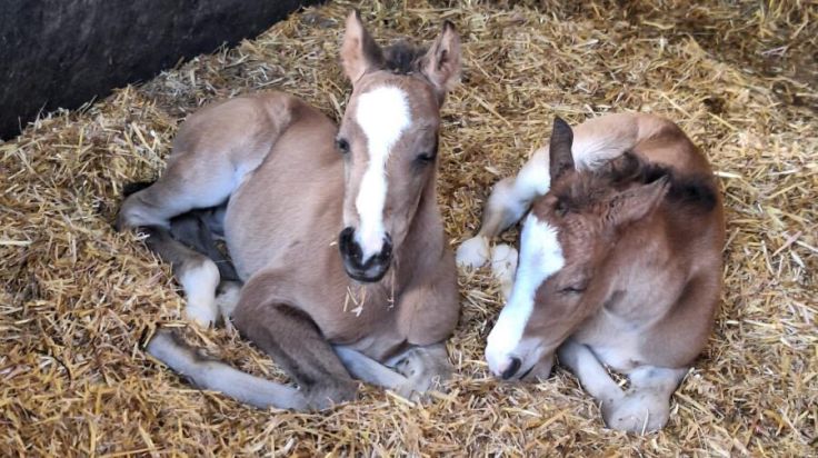 Seltene Zwillingsgeburt: Zwei Fohlen sorgen für Freude in Steinbach am Ziehberg