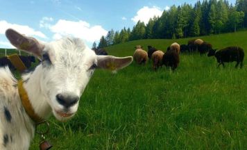 Ausgezeichnete Bauernhöfe im Bezirk setzen auf Bio-Frühstück