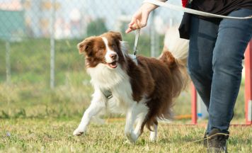 SVÖ Kremstal startet neuen Hundekurs