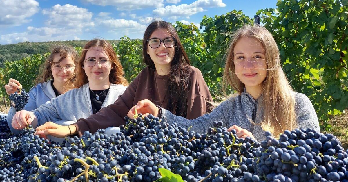 HLW-Schüler ernteten auf Weinreise im Burgenland eine Tonne Trauben